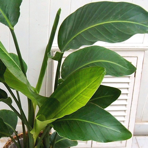 観葉植物「オーガスタ（L）･バスケット」｜日比谷花壇｜フラワーギフト通販