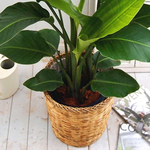 観葉植物「オーガスタ（L）･バスケット」｜日比谷花壇｜フラワーギフト通販