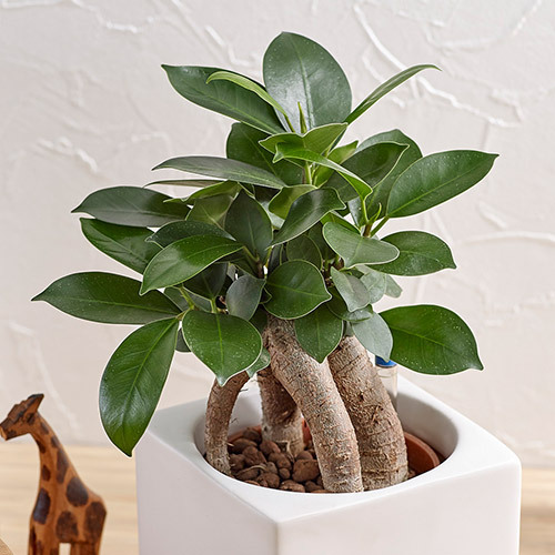 お手入れかんたん観葉植物「人参ガジュマル(スクエアホワイト)」｜日比谷花壇｜フラワーギフト通販