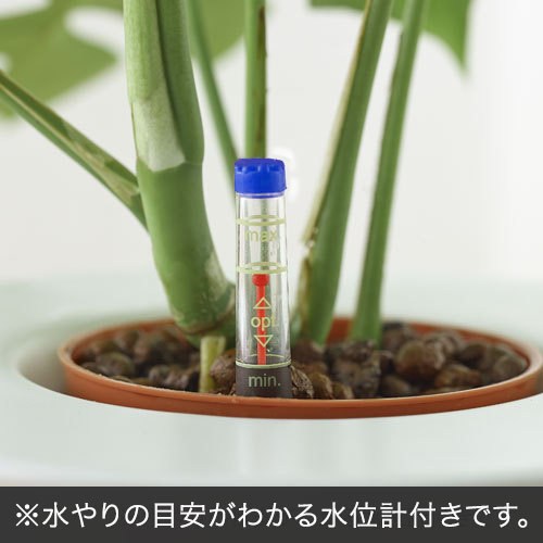 お手入れかんたん観葉植物「人参ガジュマル(スクエアホワイト)」｜日比谷花壇｜フラワーギフト通販