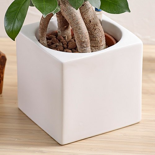 お手入れかんたん観葉植物「人参ガジュマル(スクエアホワイト)」｜日比谷花壇｜フラワーギフト通販