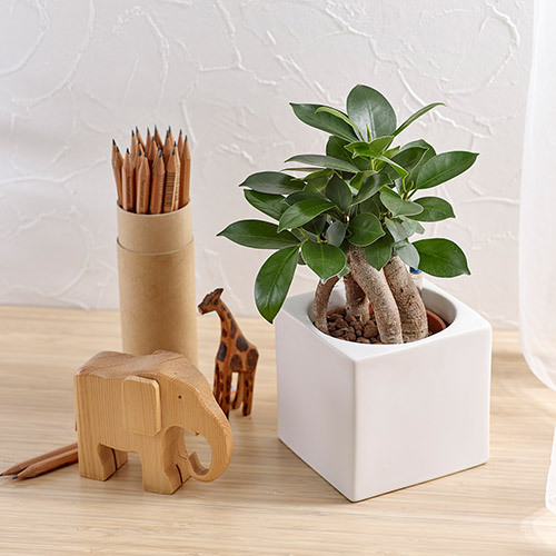 お手入れかんたん観葉植物「人参ガジュマル(スクエアホワイト)」｜日比谷花壇｜フラワーギフト通販