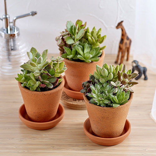 多肉植物「寄せ植え3個セット」｜日比谷花壇｜フラワーギフト通販