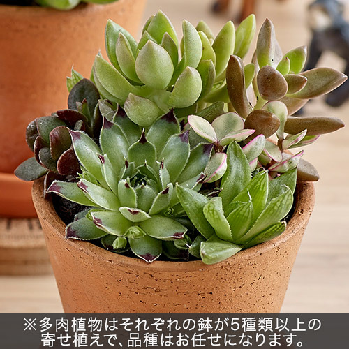 多肉植物「寄せ植え3個セット」｜日比谷花壇｜フラワーギフト通販
