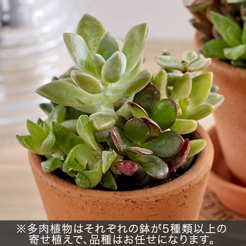 多肉植物「寄せ植え3個セット」｜日比谷花壇｜フラワーギフト通販