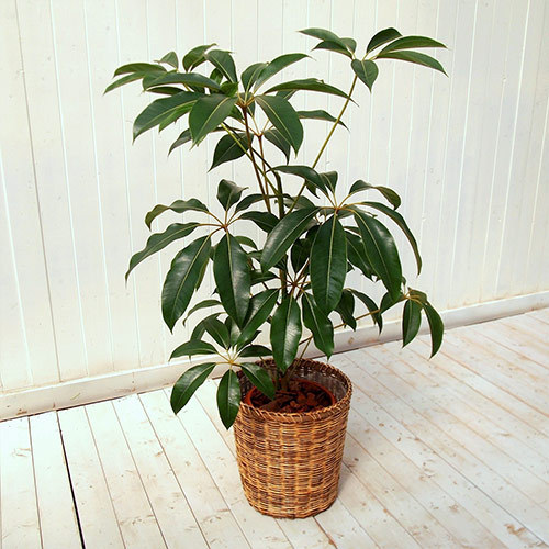 観葉植物「ツピタンサス（L）・バスケット」｜日比谷花壇｜フラワーギフト通販