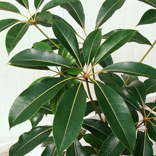観葉植物「ツピタンサス（L）・バスケット」｜日比谷花壇｜フラワーギフト通販