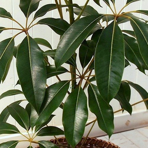 観葉植物「ツピタンサス（L）・バスケット」｜日比谷花壇｜フラワーギフト通販