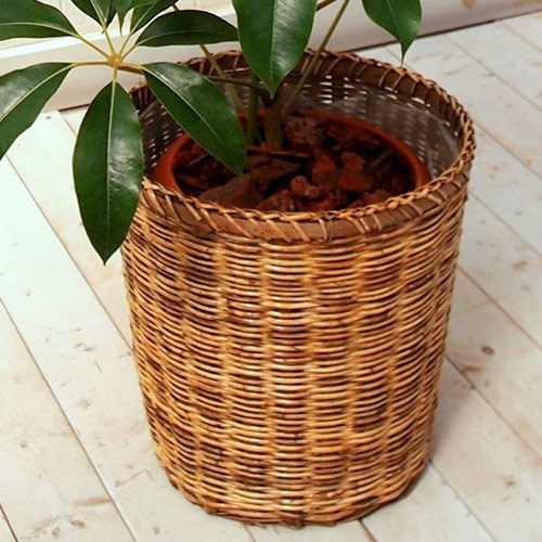 観葉植物「ツピタンサス（L）・バスケット」｜日比谷花壇｜フラワーギフト通販