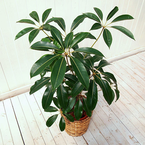 観葉植物「ツピタンサス（L）・バスケット」｜日比谷花壇｜フラワーギフト通販