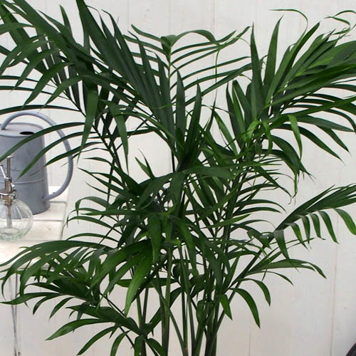 観葉植物「メキシコケンチャヤシ」｜日比谷花壇｜フラワーギフト通販