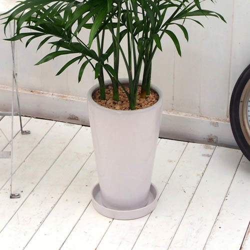 観葉植物「メキシコケンチャヤシ」｜日比谷花壇｜フラワーギフト通販