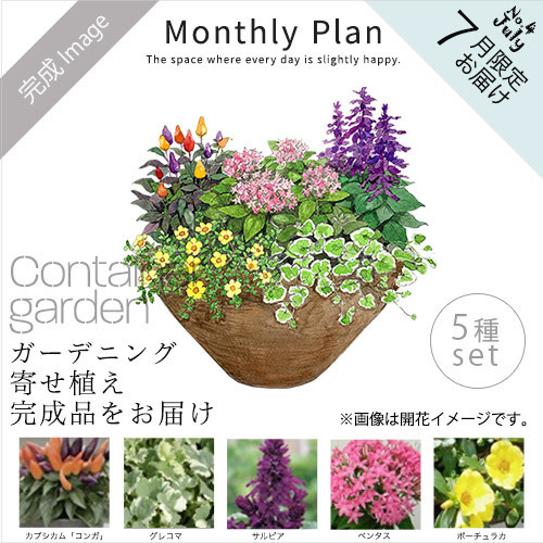 ガーデニング完成品 寄せ植えガーデン ７月｜日比谷花壇｜フラワーギフト通販