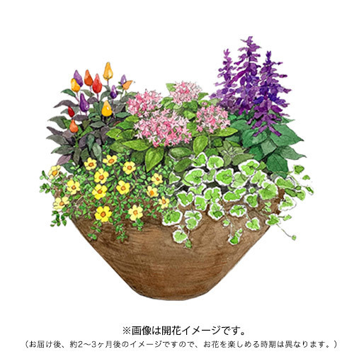 ガーデニング完成品 寄せ植えガーデン ７月｜日比谷花壇｜フラワーギフト通販