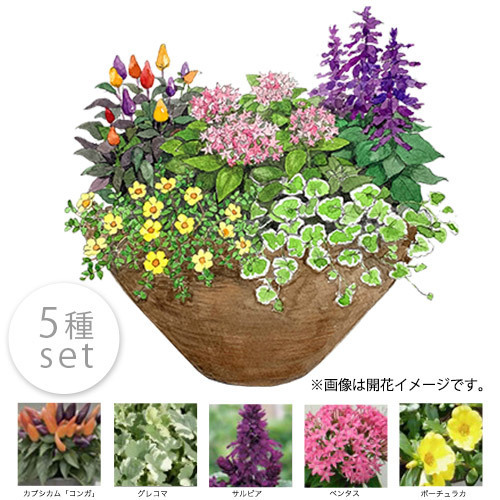 ガーデニング完成品 寄せ植えガーデン ７月｜日比谷花壇｜フラワーギフト通販