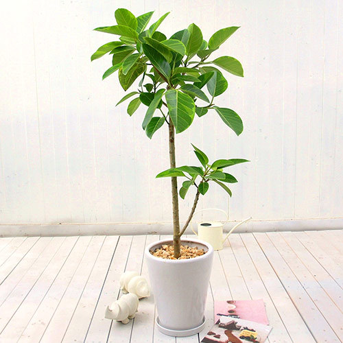 観葉植物「アルテシマゴム（L）・ホワイトポット」｜花・花束を贈るフラワーギフト通販の【日比谷花壇】