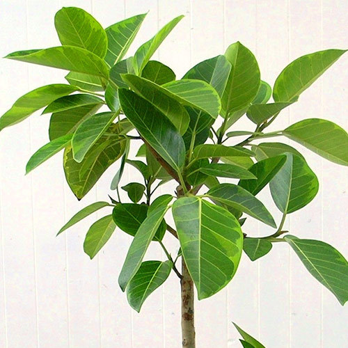観葉植物「アルテシマゴム（L）・ホワイトポット」｜花・花束を贈るフラワーギフト通販の【日比谷花壇】