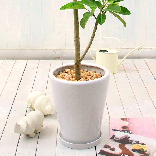 観葉植物「アルテシマゴム（L）・ホワイトポット」｜花・花束を贈るフラワーギフト通販の【日比谷花壇】