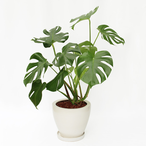【イイハナ】観葉植物「モンステラ」8号│法人向けビジネスフラワーギフト