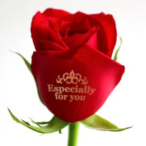 【イイハナ】花束「レター・ローズ“ Winter Rose”〜バラに気持ちを託して〜」│クリスマスの花プレゼント・ギフト
