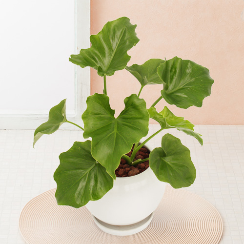 【イイハナ】観葉植物「セローム」│花・フラワーギフト販売・通販