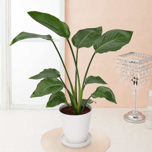 【イイハナ】観葉植物「オーガスタ」6号│花・フラワーギフト販売・通販