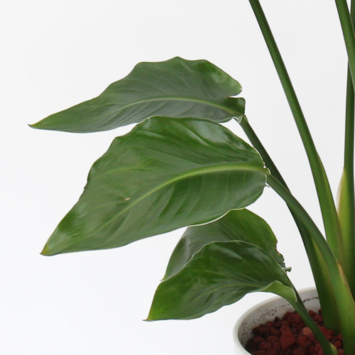 【イイハナ】観葉植物「オーガスタ」6号│花・フラワーギフト販売・通販