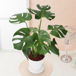 【イイハナ】観葉植物「オーガスタ」6号│花・フラワーギフト販売・通販