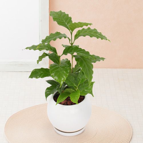 【イイハナ】観葉植物「コーヒーの木」│花・フラワーギフト販売・通販