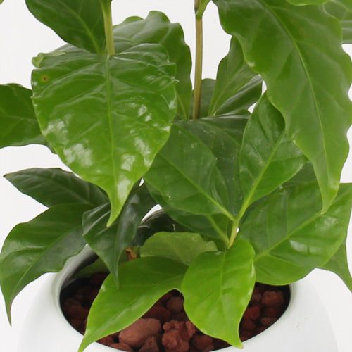 【イイハナ】観葉植物「コーヒーの木」│花・フラワーギフト販売・通販
