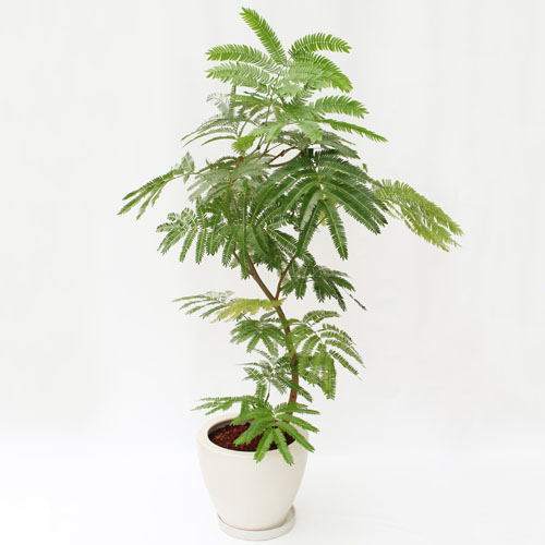 【イイハナ】観葉植物「エバーフレッシュ」8号│法人向けビジネスフラワーギフト