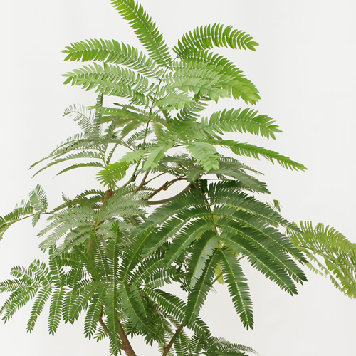 【イイハナ】観葉植物「エバーフレッシュ」8号│法人向けビジネスフラワーギフト