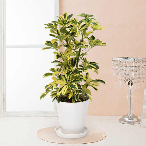 【イイハナ】観葉植物「シャフレラ・ハッピーイエロー」6号│花・フラワーギフト販売・通販