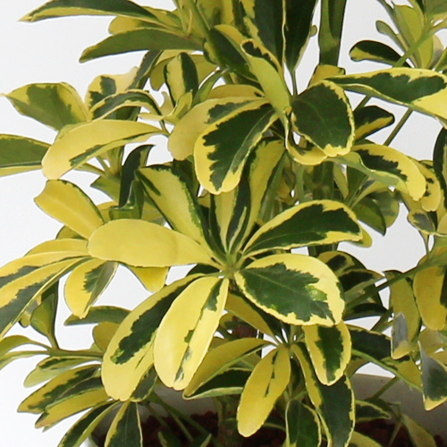 【イイハナ】観葉植物「シャフレラ・ハッピーイエロー」6号│花・フラワーギフト販売・通販