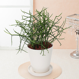 【イイハナ】観葉植物「シャフレラ・ハッピーイエロー」6号│花・フラワーギフト販売・通販