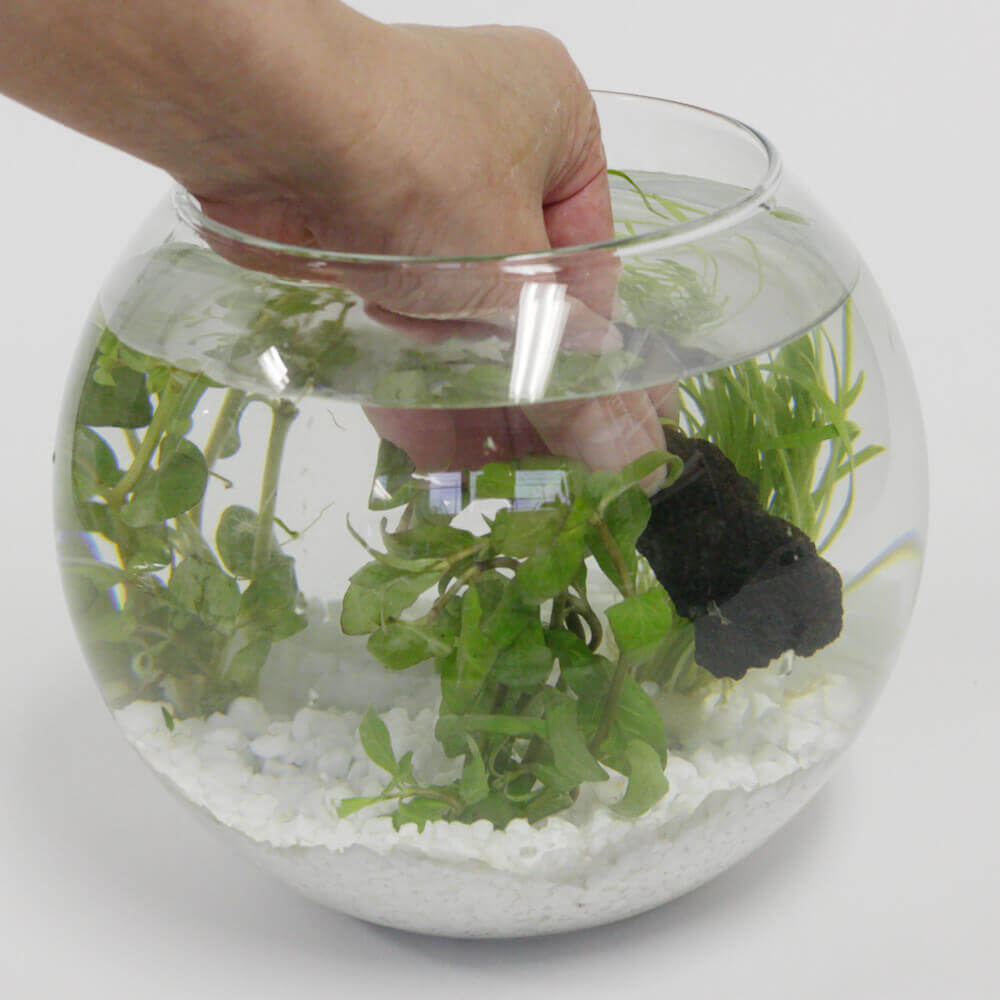 【イイハナ】アクアリウムキット「癒しの水中庭園」│夏の花特集