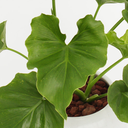 【イイハナ】観葉植物「セローム」│花・フラワーギフト販売・通販