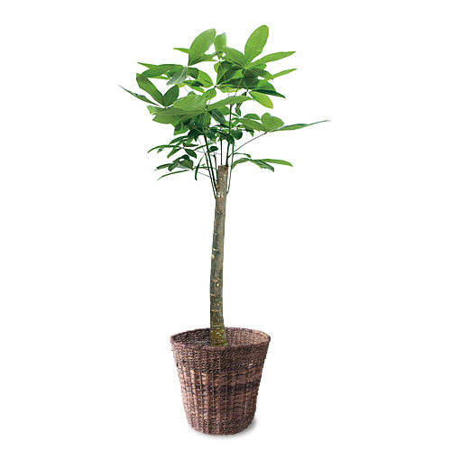 【イイハナ】観葉植物「パキラ」10号│法人向けビジネスフラワーギフト