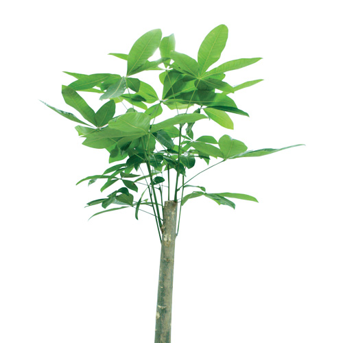 【イイハナ】観葉植物「パキラ」10号│法人向けビジネスフラワーギフト