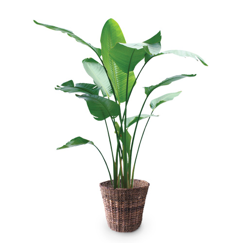 【イイハナ】観葉植物「オーガスタ」10号│法人向けビジネスフラワーギフト