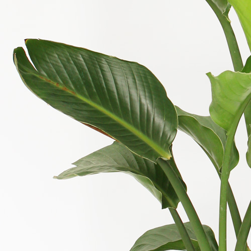 【イイハナ】観葉植物「オーガスタ」10号│法人向けビジネスフラワーギフト