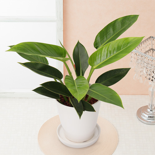 【イイハナ】観葉植物「フィロデンドロン」6号│花・フラワーギフト販売・通販