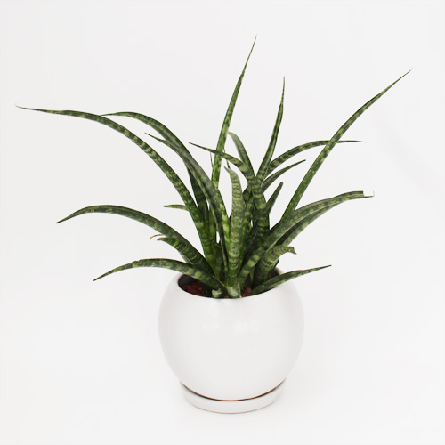 【イイハナ】観葉植物「サンスベリア　ファーンウッド」│花・フラワーギフト販売・通販
