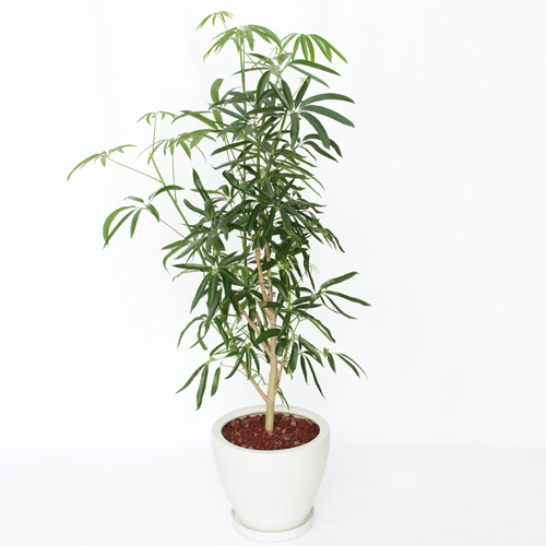 【イイハナ】観葉植物「シェフレラ・アンガスティフォリア」8号│法人向けビジネスフラワーギフト