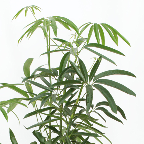 【イイハナ】観葉植物「シェフレラ・アンガスティフォリア」8号│法人向けビジネスフラワーギフト