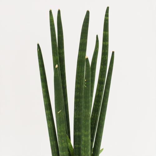 【イイハナ】観葉植物「サンスベリア　スタッキー」│花・フラワーギフト販売・通販