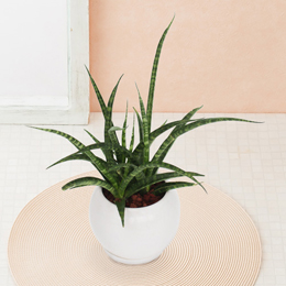 【イイハナ】観葉植物「サンスベリア　スタッキー」│花・フラワーギフト販売・通販
