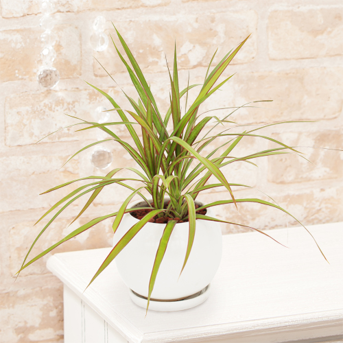 【イイハナ】観葉植物「ドラセナ・コンシンネ」│花・フラワーギフト販売・通販