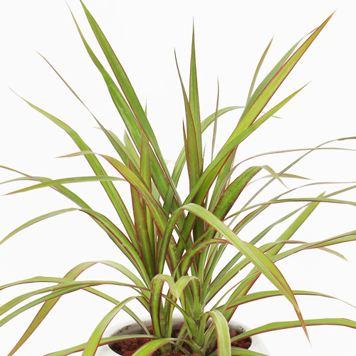 【イイハナ】観葉植物「ドラセナ・コンシンネ」│花・フラワーギフト販売・通販