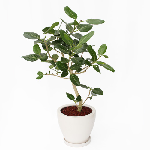 【イイハナ】観葉植物「フィカス・ベンガレンシス」8号│法人向けビジネスフラワーギフト